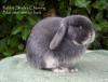 Rabbit Shack's Charming
