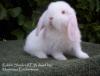 Rabbit Shack's Saruman The White