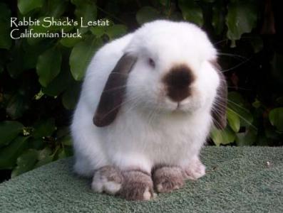 Rabbit Shack's Lestat