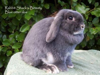 Rabbit Shack's Beauty